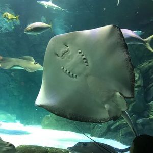 Meet your Posher, Mai